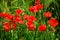 Field of poppies