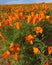 Field of Poppies