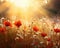 Field with poppies backlit as a panorama field with grasses in warm backlight.