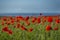 Field of poppies with blue sky at Polly Joke