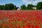 A field of poppies and cornflowers