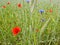 Field with poppies, cornflowers, spikelets and various spring grass