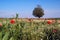 Field of poppies and daisies