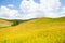 Field with poppies flowers in Italy