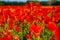 Field of poppies, nature, blue sky, joie de vivre