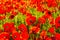 Field of poppies, nature, blue sky, joie de vivre