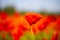 Field of poppies, nature, blue sky, joie de vivre