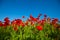 Field of poppies, nature, blue sky, joie de vivre