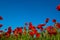 Field of poppies, nature, blue sky, joie de vivre