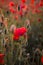 Field of poppies. Nature summer wild flowers. Red flower poppies plant. Buds of wildflowers. Poppy blossom background