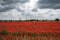 Field of poppies near Tortona, Italy, at June