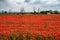 Field of poppies near Tortona, Italy, at June