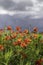 Field of poppies with overcast sky