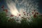 Field of poppies. Poppy flower field, harvesting.