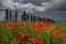 Field of poppies on roadside