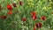 Field poppies on a spring summer meadow on a sunny day. Wild red flowers poppies growing in the field