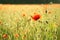 Field of poppies during sunrise