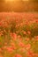 Field poppies sunset light banner. Red poppies flowers bloom in meadow. Concept nature, environment, ecosystem.