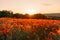 Field poppies sunset light banner. Red poppies flowers bloom in meadow. Concept nature, environment, ecosystem.