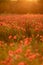 Field poppies sunset light banner. Red poppies flowers bloom in meadow. Concept nature, environment, ecosystem.