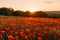 Field poppies sunset light banner. Red poppies flowers bloom in meadow. Concept nature, environment, ecosystem.