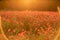 Field poppies sunset light banner. Red poppies flowers bloom in meadow. Concept nature, environment, ecosystem.