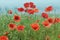 Field with poppies under sky