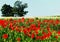 Field of poppies, white flowers and trees