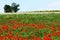 Field of poppies, white flowers and trees