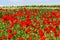 Field of poppies, white flowers and vineyard