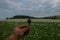 Field of poppies. White poppy flowers in the green field with blue sky. Poppy in hand.