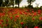 A field of poppy flower