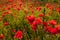 A field of poppy flower