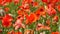 Field of poppy flowers