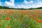 Field with poppy flowers and cloudy sky