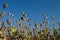 Field of poppy heads