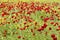 Field of poppy and yellow flowers, daylight and outdoor