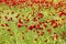 Field of poppy and yellow flowers, daylight and outdoor