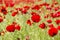 Field of poppy and yellow flowers, daylight and outdoor