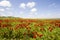 Field of poppy and yellow flowers, daylight and outdoor