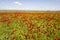 Field of poppy and yellow flowers, daylight and outdoor