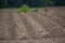 Field in potato beds