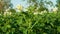 Field potato blossom flowers white leaves Solanum tuberosum blooming potatoes, farm bio organic farming land