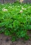 Field of potatoes