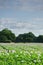 Field of Potatoes in Flower