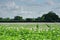 Field of Potatoes in Flower