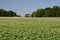 Field of potatoes with the plants in full flower.