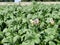 Field of potatoes with the plants in full flower.