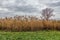 A field of Prairie Cordgrass Spartina pectinata
