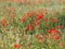 Field of pretty and colorful poppies in mollerussa, lerida, spain, europe